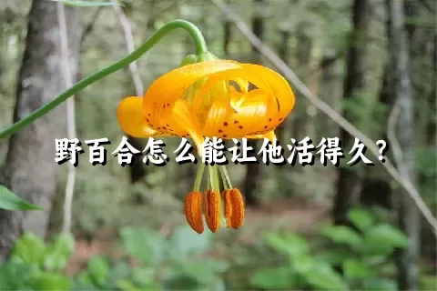 野百合怎么能让他活得久？