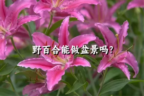 野百合能做盆景吗？