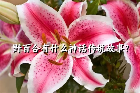 野百合有什么神话传说故事？