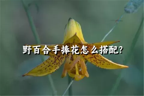 野百合手捧花怎么搭配？