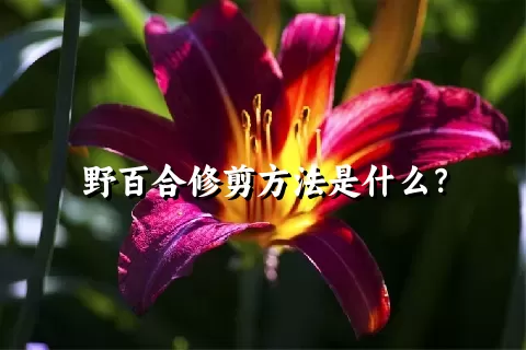 野百合修剪方法是什么？