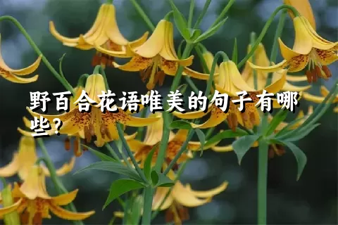 野百合花语唯美的句子有哪些？