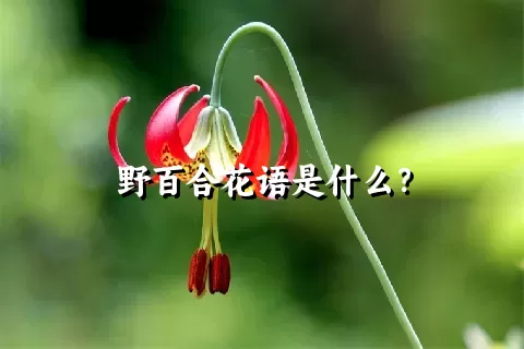 野百合花语是什么？