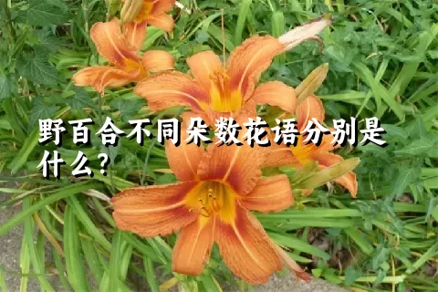 野百合不同朵数花语分别是什么？