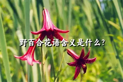 野百合花语含义是什么？