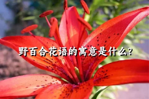 野百合花语的寓意是什么？