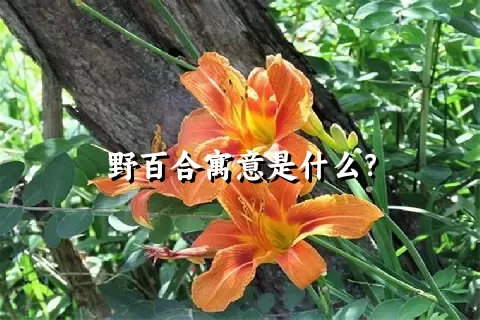 野百合寓意是什么？