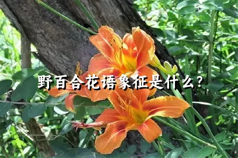 野百合花语象征是什么？