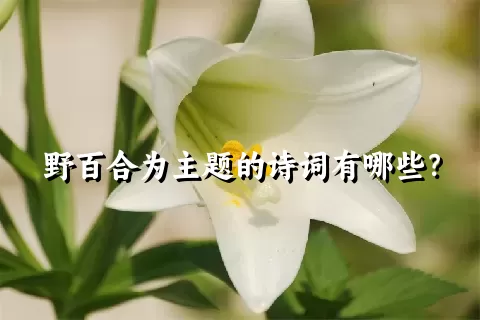 野百合为主题的诗词有哪些？