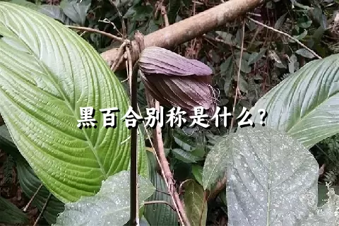 黑百合别称是什么？