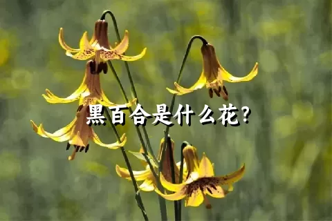 黑百合是什么花？