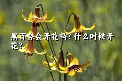 黑百合会开花吗？什么时候开花？