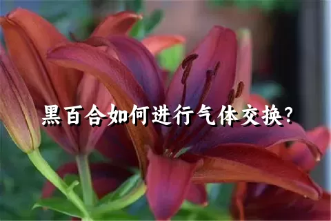 黑百合如何进行气体交换？