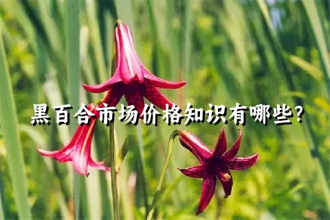 黑百合市场价格知识有哪些？