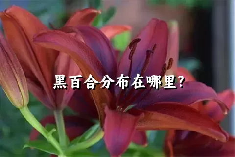 黑百合分布在哪里?