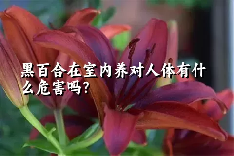 黑百合在室内养对人体有什么危害吗？