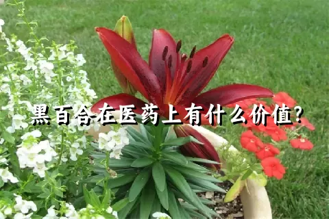 黑百合在医药上有什么价值？