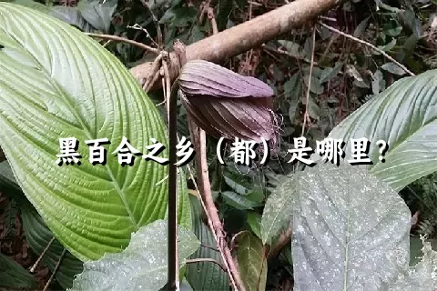 黑百合之乡（都）是哪里？