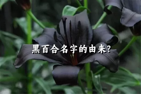 黑百合名字的由来？