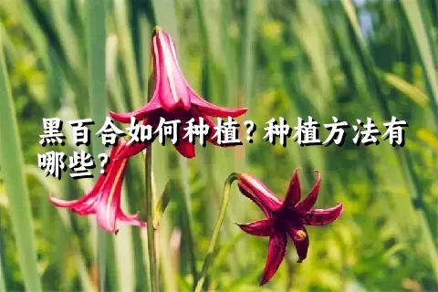 黑百合如何种植？种植方法有哪些？