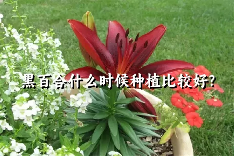 黑百合什么时候种植比较好？