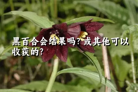 黑百合会结果吗？或其他可以收获的？