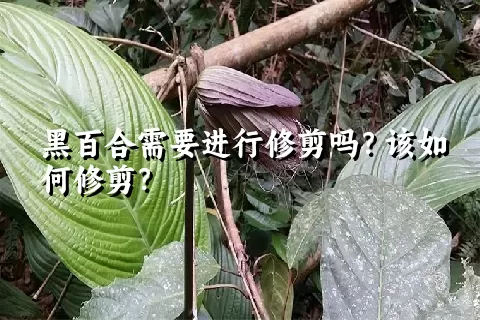 黑百合需要进行修剪吗？该如何修剪？