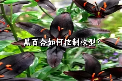 黑百合如何控制株型？