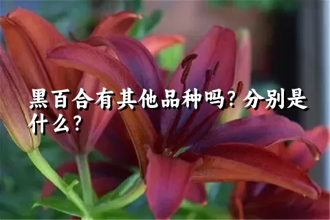 黑百合有其他品种吗？分别是什么？