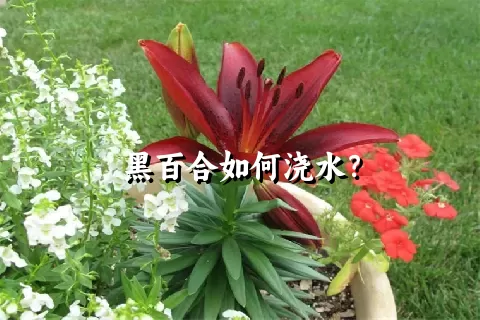 黑百合如何浇水？