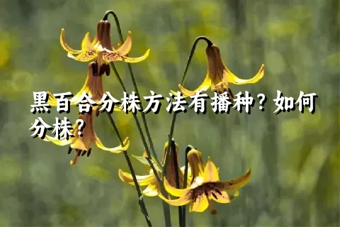 黑百合分株方法有播种？如何分株？