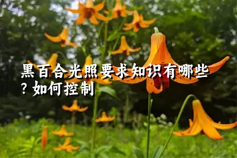 黑百合光照要求知识有哪些？如何控制