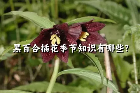 黑百合插花季节知识有哪些？