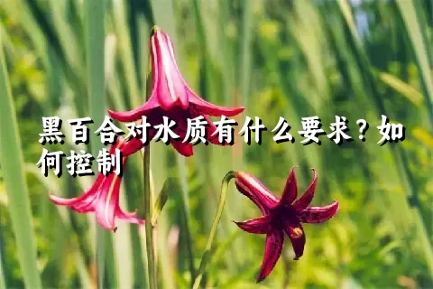 黑百合对水质有什么要求？如何控制