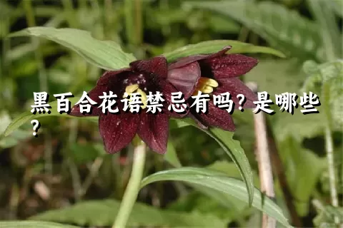 黑百合花语禁忌有吗？是哪些？