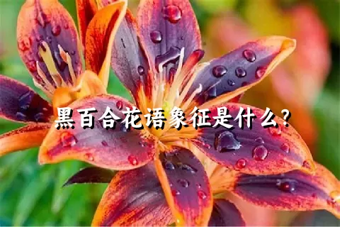 黑百合花语象征是什么？