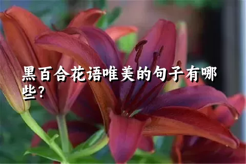 黑百合花语唯美的句子有哪些？