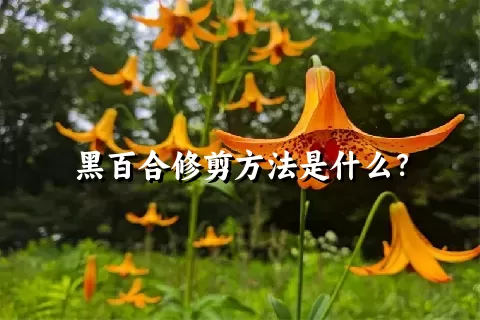 黑百合修剪方法是什么？