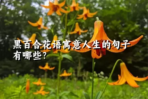 黑百合花语寓意人生的句子有哪些？