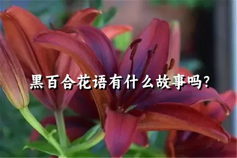 黑百合花语有什么故事吗？