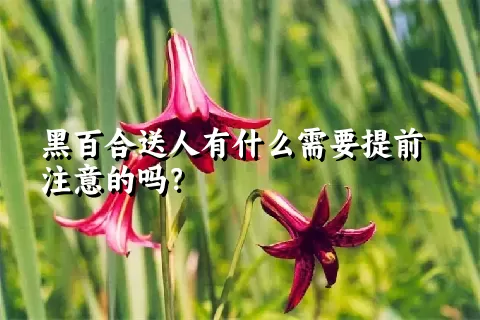 黑百合送人有什么需要提前注意的吗？