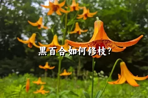 黑百合如何修枝？