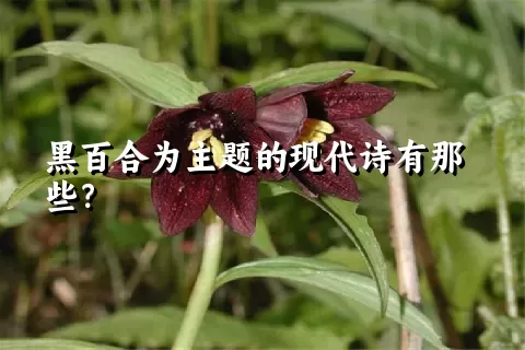 黑百合为主题的现代诗有那些？