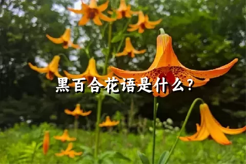 黑百合花语是什么？