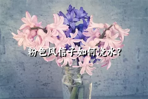 粉色风信子如何浇水？