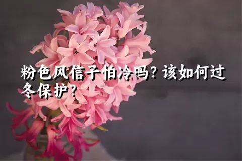 粉色风信子怕冷吗？该如何过冬保护？