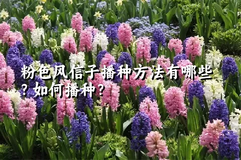 粉色风信子播种方法有哪些？如何播种？