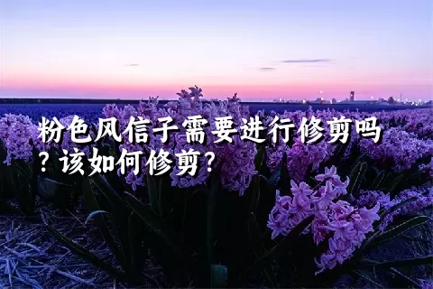 粉色风信子需要进行修剪吗？该如何修剪？