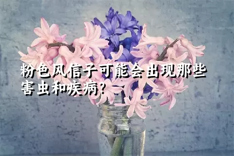 粉色风信子可能会出现那些害虫和疾病？