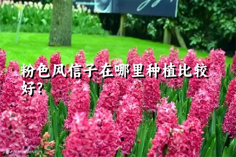 粉色风信子在哪里种植比较好？